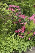 Schattenbeet mit Rhododendron, falscher Alraunwurzel und Straußfarn