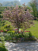 Malus sargentii 'Rosea' (Zierapfelbaum), Tulipa (Tulpen), Erysimum