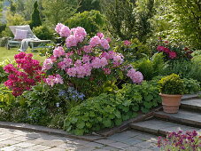 Rhododendron 'Scintillation' (Alpenrose), Rhododendron 'Georg Arends'