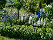 Blue-white early summer perennial bed with Lupinus polyphyllus