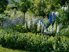 Blau-weißes Frühsommer-Staudenbeet mit Lupinus polyphyllus