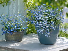 Lobelia Hot 'Tiger' left, 'Pretty Heaven' right (male trefoil)