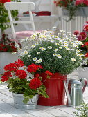 Argyranthemum frutescens (Marguerite), Pelargonium zonal