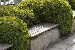 Buxus (Box) series of balls with integrated wooden benches