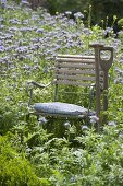 Chair in flower meadow of bee willow