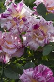 Rosa 'Henri Matisse' (Painter's Rose), repeat flowering, strong fragrance
