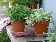 White and green oregano