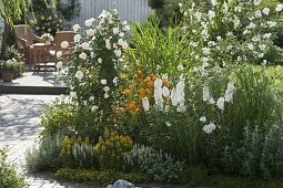 Rosa 'Uetersener Klosterrose' (Kletterrose) mit angenehmem Wildrosenduft