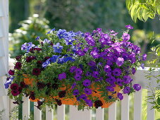 Woman planting petunias in balcony box (2/2)