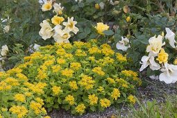 Sedum floriferum 'Weihenstephaner Gold' (Gold-Fetthenne)