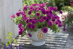 Petunia 'Soleil Purple' (Petunie) mit halbgefüllten Blüten