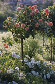 Pink 'Westzeit' (bed rose) on trunk of Noack