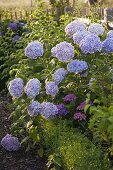 Hydrangea macrophylla 'Bavaria' (Bicoloured hydrangea)