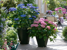 Hydrangea (Hydrangea) in black metal pots