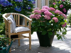 Hydrangea macrophylla (Hortensien) in schwarzem Metall-Topf