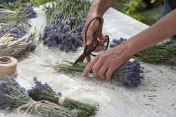 Lavendel-Sträuße zum Trocknen vorbereiten