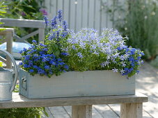 Ageratum, Solenopsis Axillaris 'Blue Star', Salvia