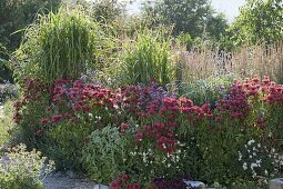 Monarda 'Cambridge Scarlet' (Indianernessel), Verbena bonariensis