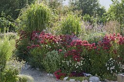 Monarda 'Cambridge Scarlet' (Indian Nettle), Verbena bonariensis