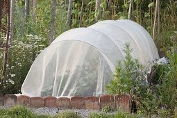 Cultivate cabbage plants (Brassica) under vegetable protection net
