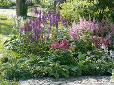 Semi-shade bed with perennials