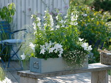 Penstemon cultorum 'Snow Storm'(Bartfaden), Platycodon grandiflorus