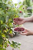 Himbeeren (Rubus) pflücken