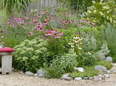 Perennial-grass bed with coneflower