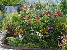 Summer bed with perennials and dahlias