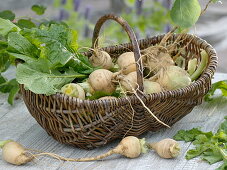 Freshly picked Teltow turnips in a basket