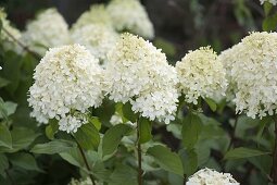 Hydrangea paniculata Grandiflora (Rispenhortensie)