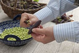 Open nasturtium 'Blauschokkers' (Pisum) with knife