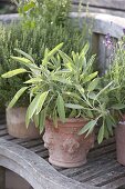 Herbs in terracotta pots on wooden bench