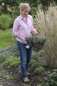 Filling gaps in the perennial bed in late summer 1/4