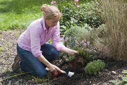 Filling gaps in the perennial bed in late summer (3/4)