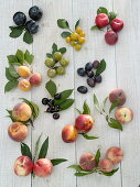 Stone fruit (Prunus) tableau without labelling