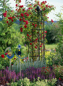 Rosa 'Flammentanz' (climbing rose) on a climbing frame