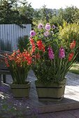 Gladiolus (Gladiolen), Crocosmia crocosmiiflora 'Babylon' (Montbretien)