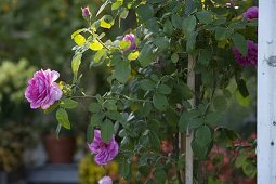 Rosa 'Gertrude Jekyll' (English rose), fragrant, robust, repeat flowering