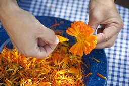 Blütenblätter von Ringelblumen trocknen 2/3