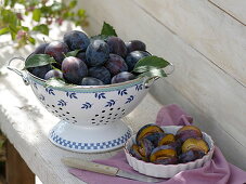 Frisch geerntete Zwetschgen (Prunus domestica) in Küchensieb