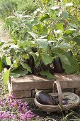 Mini-aubergine 'Ophelia' (Solanum melongena)