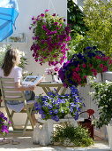 Petunienbalkon: Petunia (Petunien) in verschiedenen Farben, Nerium