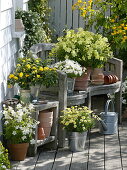 Weiß-gelbe Terrasse : Argyranthemum 'Sole Mio' (Margerite), Nicotiana