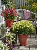 Nicotiana Tuxedo 'Lime Green' 'Red' 'White' (ornamental tobacco)