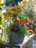 Pyracantha 'Soleil d'Or' (Feuerdorn), Physalis (Lampionblume), Carex