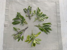 Sage varieties