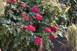 Rosa 'Red Leonardo da Vinci' (Nostalgische Rose)
