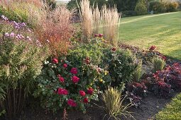 Rosa 'Red Leonardo Da Vinci' (Nostalgic Rose)