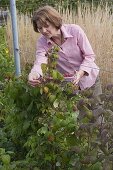 Woman picking raspberries (Rubus)